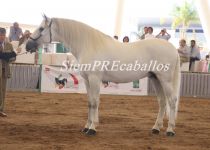 W HISTORICO JAQ, DE CORTIJO LAS CASTANAS, ORO Y MF EN SEMENTALES DE 5 Y 6 A Y CAMPEON ABSOLUTO DE FUNCIONALIDAD